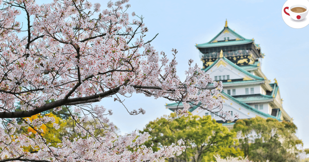 Cherry blossoms in full bloom with Osaka Castle in the background