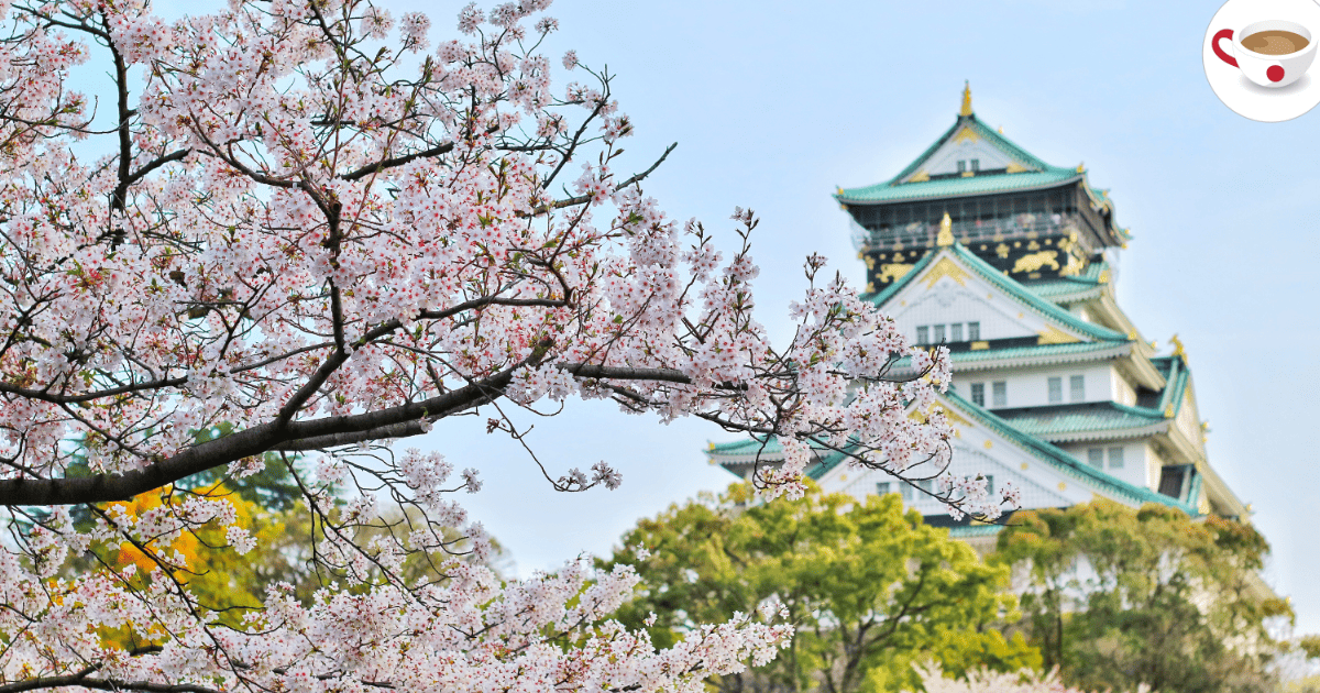 Cherry blossoms in full bloom with Osaka Castle in the background